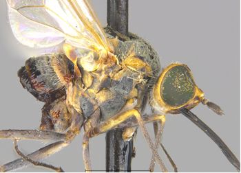 Media type: image;   Entomology 27054 Description: Specimen documentation photo of habitus lateral viewfrom specimen MCZ:Ent:27054, captured on2025-06-24;  Aspect: habitus lateral view